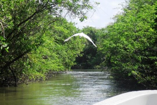 Lagoon Ride AfroMex Village Baby Turtle Release &Croc Farm Visit