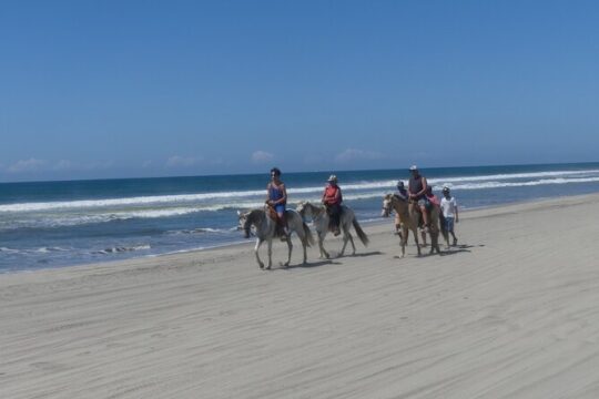 AfroMex Village Beach Horseback Ride -Crocs - Divers & City Tour