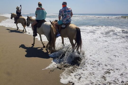 Boat Ride-Gentle Beach Beach Horseback Ride+Lunch-Crocs-Turtles